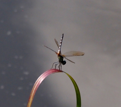 [A blue dragonfly is perched on a curved blade of wide grass. The back half of the body looks to be black and white striped as seen from this back view.]